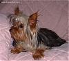 My Aunt is Getting a Yorkie Tomorrow!-zoie3.jpeg