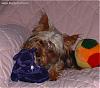 My Aunt is Getting a Yorkie Tomorrow!-zoie4.jpeg