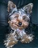 Any cute yorkie boys out there...-smiling1.jpg