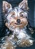 Any cute yorkie boys out there...-smiling2.jpg