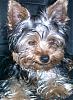 Any cute yorkie boys out there...-smiling3.jpg