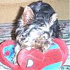 Any cute yorkie boys out there...-spide1.jpg