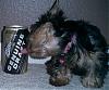 Any cute yorkie boys out there...-beer.jpg