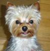 Does your Yorkie stick his tongue out while-web-dsc00621.jpg