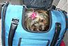 Cali and Patti go to Petsmart in style-calicelltei-002-600-x-401-.jpg