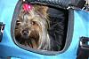 Cali and Patti go to Petsmart in style-calicelltei-008-600-x-401-.jpg