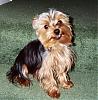 Any cute yorkie boys out there...-gsmiley.jpg
