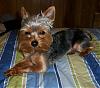 Any cute yorkie boys out there...-jgtm-002.jpg