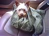 Where Do You Take Your Yorkie?-photo_23.jpg