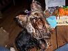 Any cute yorkie boys out there...-100_0358.jpg