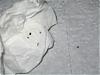 Dandruff and Black Specks-stuff01.jpg