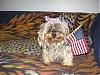 AMERICAN Yorkie-anerican-yorkie.jpg