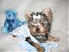 Any cute yorkie boys out there...-great.jpg