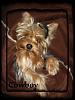 Any cute yorkie boys out there...-may11-1-450-x-600-.jpg