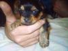 Matty at 3 weeks.-matty-3-wks-020.jpg