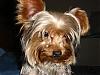 Making a Yorkie Wallpaper.. submit your pictures!-gizmo-dark-background-resized.jpg