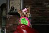 Making a Yorkie Wallpaper.. submit your pictures!-mini-027n.jpg
