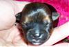 SNORKIE Puppy Pictures :-)-male-pup2-1.jpg