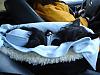 Pictures in their carseats-tiger-sleeping.jpg