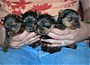 This may sound silly but what does  wean mean ???-yorkie_jasmine_pups_2_-420x307.jpg