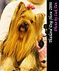 Thailand Dog Show 2006-cha1202.jpg