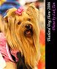 Thailand Dog Show 2006-cha1203.jpg