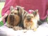 We love the "big boned" Yorkies too!!-img_0072.jpg