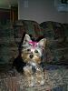 Paris first grooming!!-karas-pictures1-211.jpg