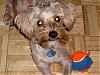 Golden yorkie pup!-frodo3.jpg