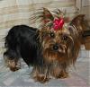 short legged yorkie-abby-2-.jpg