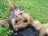 His first time in the park and he was eating grass-img_0914-222.jpg