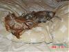 Let's see those sleepy pictures-dsc00014.jpg
