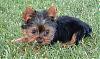 Looking at a yorkie...-nemo.jpg