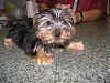 Looking at a yorkie...-img_1868_1.jpg