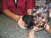 Looking at a yorkie...-img_1870_1.jpg