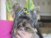 Bows for Boys???-all-dogs-505-049.jpg