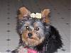What are the ears supposed to look like?-kizzy-7.jpg