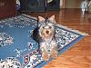 What are the ears supposed to look like?-kizzy-7-12-.jpg