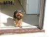 "d" Cup Yorkies!!!!-picture-056-resized.gif