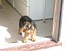 "d" Cup Yorkies!!!!-resized-pic-55.gif