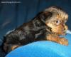 New baby boy had hernia..neutered already-max1.jpg