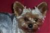 past and present yorkie pics-annie1.jpg