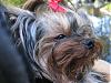 past and present yorkie pics-img_1327.jpg.jpg