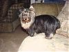 past and present yorkie pics-dsc02701.jpg