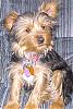 Need information about breeding-molly-2.jpg