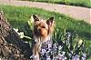 past and present yorkie pics-kloeygarden2.jpg