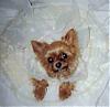 past and present yorkie pics-sasha12765.jpg