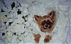 past and present yorkie pics-sashafloweres.jpg