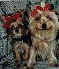 past and present yorkie pics-scamsasha.jpg