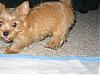 Has anyone ever seen a red yorkie?-812-2.jpg
